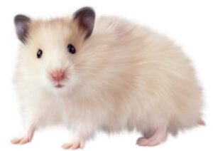 Hamsterpflege