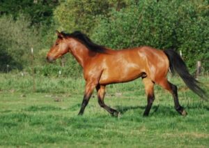 Catch horse