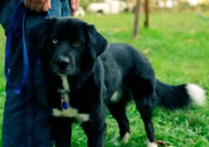 gestresste Hunde