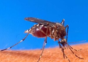Mosquito bite