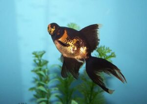 Black Moor Goldfisch