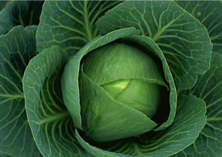 Savoy cabbage