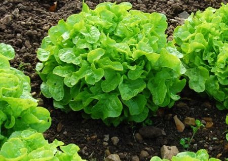 Lettuce plant