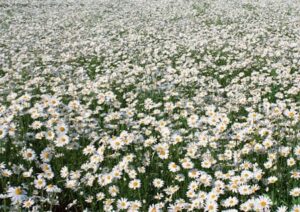 Daisy meadow