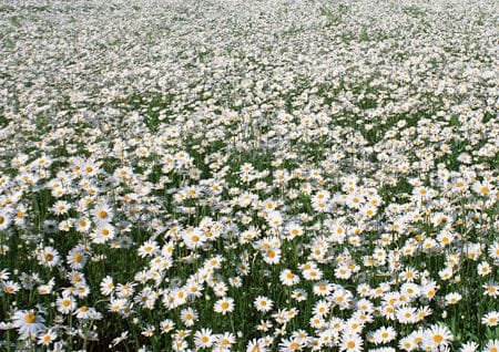 Daisy meadow
