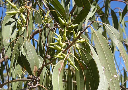 Eucalyptus tree