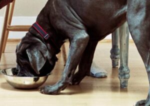 Dog eats food