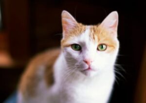 Morbus crohn bei Katzen