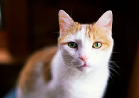Morbus crohn bei Katzen
