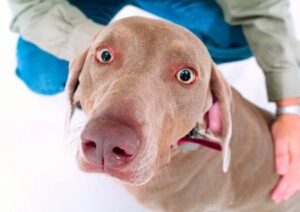 optimales Körpergewicht der Hunde