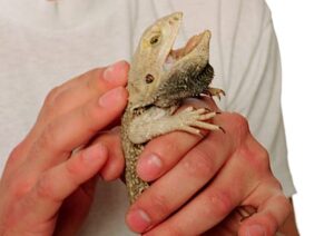 Exotisches Haustier, Reptil