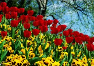 Harmonie in der Natur