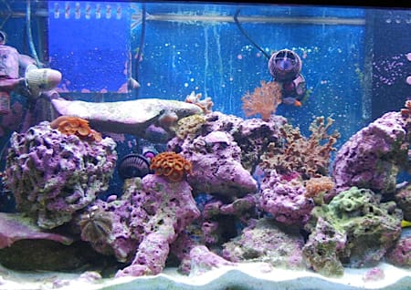 Saltwater aquarium