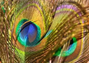 Peacock feather
