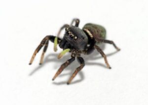 Spinne