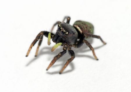 Spinne