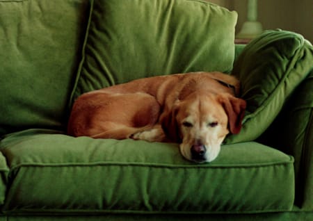 älterer Hund auf dem Sofa