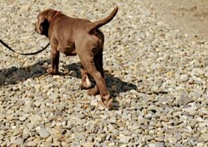 Hund läuft im Kreis