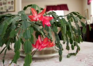 flowering Christmas cactus