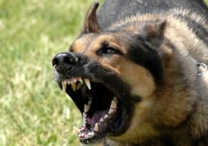 Animals and rabies