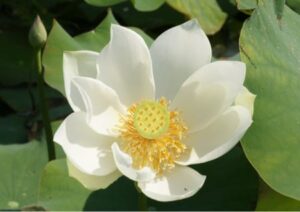 Lotus blossom