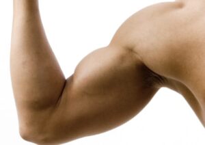 Muscle building