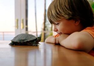 Schildkröte