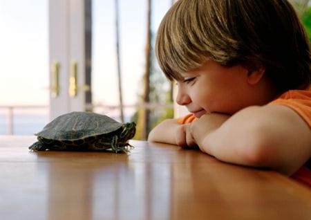 Schildkröte
