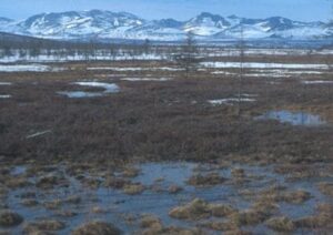 Tundra Biotic factors