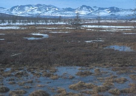 Tundra Biotic factors