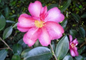 Camellia plant