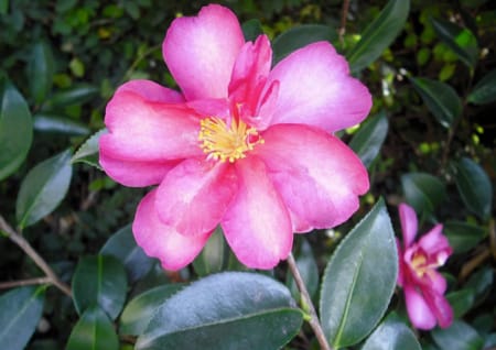 Camellia plant