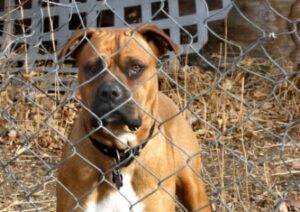 Aggressiver Hund hinter dem Zaun