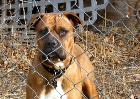 Aggressiver Hund hinter dem Zaun