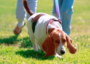 Dog and hair loss