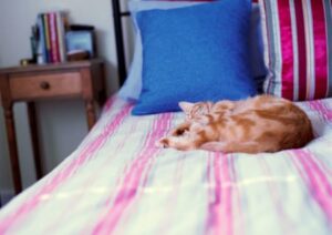 Katze im Bett