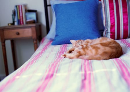 Katze im Bett
