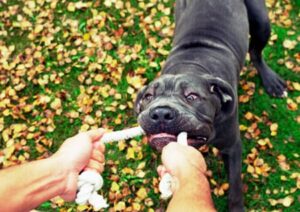 Dogs need fun