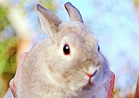 Kaninchen