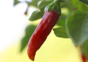Chilischote