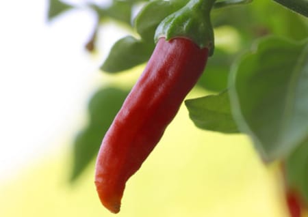 Chilischote