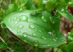 Raindrops