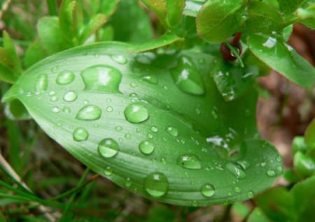 Raindrops