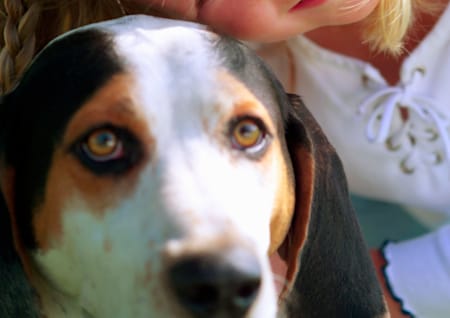 Augen bei Hunden