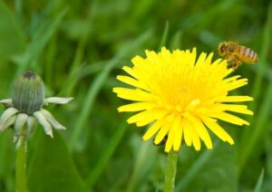 essbare Blumen
