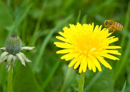 essbare Blumen
