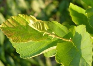 Witch hazel