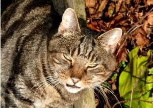 Pets in danger