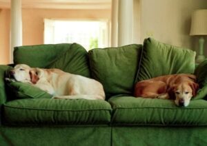 eifersüchtige Hunde