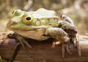 Frosch im Garten
